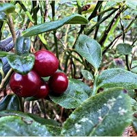 Брусничка. :: Валерия Комова