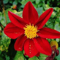 Георгины Веселые ребята :: Рита Симонова