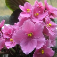 Моя фиалка :: Елена Семигина