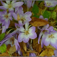 В осеннем убранстве :: Aleksandr Gal