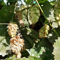 Хмель обыкновенный :: Галина Минчук