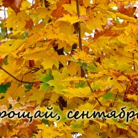 *** :: Светлана 