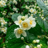 После дождя :: Владимир Иванович После дождя :: Владимир Иванович