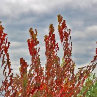 На фоне осеннего неба :: Светлана 