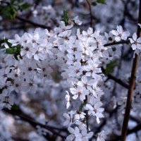 "Будет апрель!" Ю.Левитанский :: Syntaxist (Светлана) "Будет апрель!" Ю.Левитанский :: Syntaxist (Светлана)