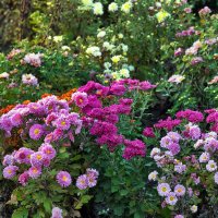 «Звезды» осеннего сада :: Светлана Ищенко «Звезды» осеннего сада :: Светлана Ищенко