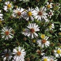 Сентябринки :: Freddy 97