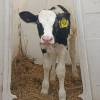 На ферме Цветковых. Телёнок. :: Pippa 