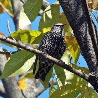 Скворушка :: Зоя Мишина Скворушка :: Зоя Мишина