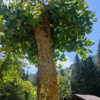 Дерево платан в Абхазии :: Ирэн 