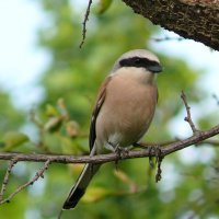 Сорокопут жулан :: Елена Елена Сорокопут жулан :: Елена Елена