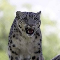 Snow leopard :: Al Pashang 
