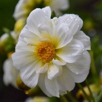 Георгин :: Владимир Звягин