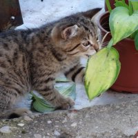 МУРЗИК :: СЕРГЕЙ ФИЛОЧКИН