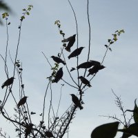 ****** :: ИННА ПОРОХОВА