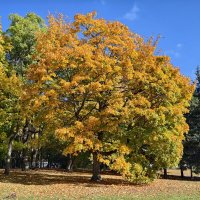 Клен :: <<< Наташа >>>