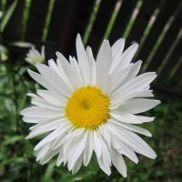 Садовая ромашка :: Дмитрий Никитин