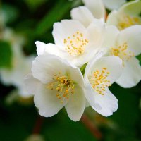 Весеннее цветение 2... :: Игорь Тельцов