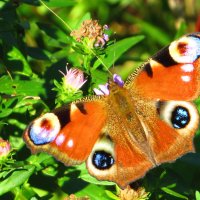 Павлиний глаз :: Андрей Снегерёв