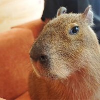 Печальная капибара :: Наталия Григорьева