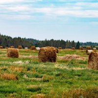 Поле :: Александр Поле :: Александр