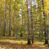 Осень :: tamara kremleva