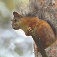 ... :: Вячеслав Минаев