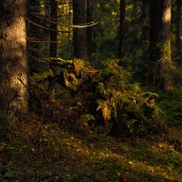 Лес :: Павел Харлин