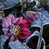 заморожено :: Ирэна Мазакина