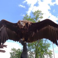 Рамах :: Наталья 