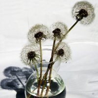 Одуванчики :: victor Lion Одуванчики :: victor Lion