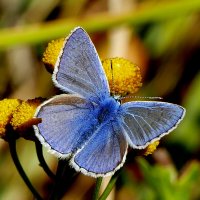 опять про бабочек 24 :: Александр Прокудин