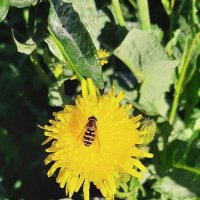 Сентябрь. Городские цветы :: Наталья Герасимова