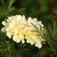 Цветы сентября :: Наталья Герасимова