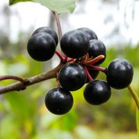 Ягоды осеннего леса. :: Милешкин Владимир Алексеевич 