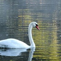 Лебедь в дикой природе. :: Милешкин Владимир Алексеевич 