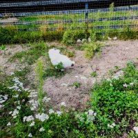 Китайская шёлковая курица :: Veera V