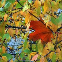 "Вас сюда не  приглашали!" :: Фотогруппа Весна