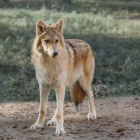 Белый вок :: SanSan 