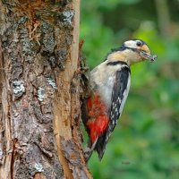 БПД :: Andrey Bragin БПД :: Andrey Bragin