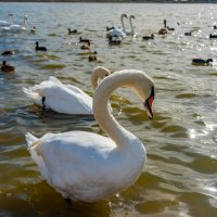 лебеди :: Дмитрий Лупандин лебеди :: Дмитрий Лупандин