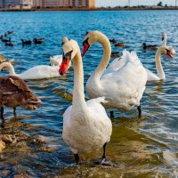 вперед в столовую :: Дмитрий Лупандин