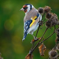 Щегол :: Лина 