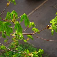 Молодые листья каштана :: Александр Лычагин