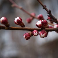 Распускающиеся цветы абрикоса :: Александр Лычагин Распускающиеся цветы абрикоса :: Александр Лычагин