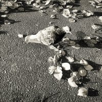 Не забывайте кормить птиц! :: Денис Безногов