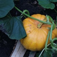 Мини-огородик :: Ольга 