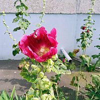 Цветы. :: Владимир Драгунский