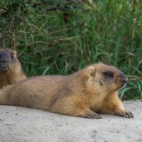 На отдыхе :: Наталья Димова