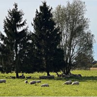 Овечки. :: Валерия Комова